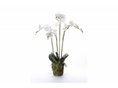 Phalaenopsis With Moss Wit 10x10xh90cm K Unststof Emer