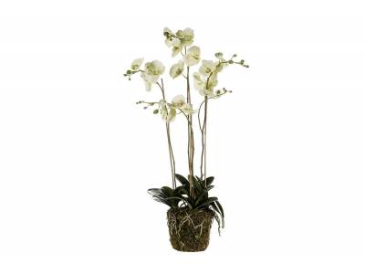 Phalaenopsis Plant With Moss Groen 105cm  Kunststof Emer