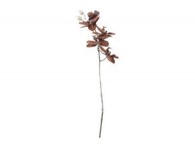 Tak Phalaenopsis Bruin 12x7xh66cm Kunsts Tof