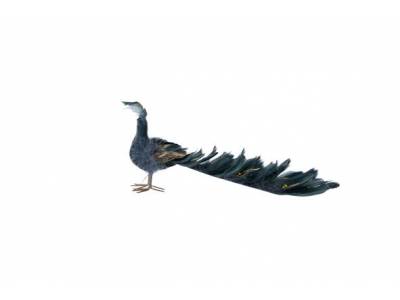 Vogel Peacock Tail Feathers Groen 27xh11 Cm Kunststof