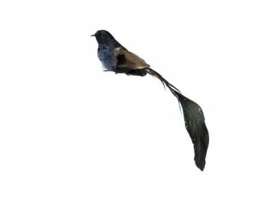 Vogel Long Tail Feathers Zwart 25x4xh4cm  Kunststof