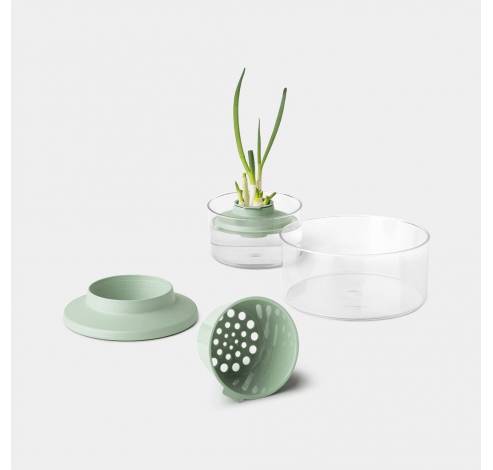 Tasty+ Kruiden- en groenten hergroeikit Jade Green  Brabantia