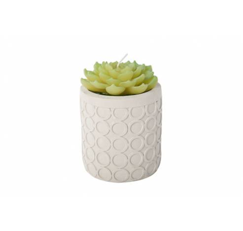 KAARS PLANT IN CEMENT POT WIT D10XH14CM  Cosy @ Home