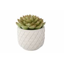 Cosy @ Home KAARS PLANT IN CEMENT POT WIT D12X14CM 