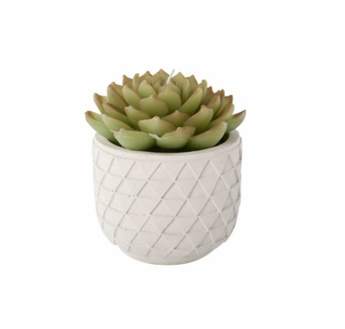 KAARS PLANT IN CEMENT POT WIT D12X14CM  Cosy @ Home