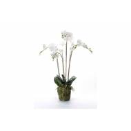 Phalaenopsis With Moss Blanc 10x10xh90cm  Plastic Emer 