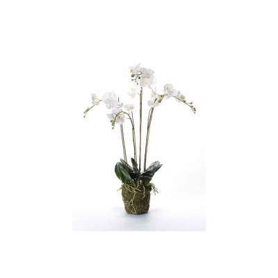 Phalaenopsis With Moss Blanc 10x10xh90cm  Plastic Emer  Cosy @ Home