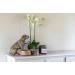 Cosy @ Home Phalaenopsis Plant With Moss Groen 105cm  Kunststof Emer