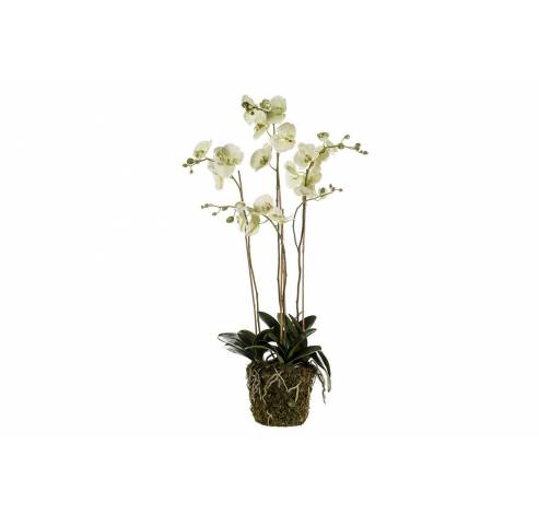 Phalaenopsis Plant With Moss Vert 105cm Plastic Emer  Cosy @ Home