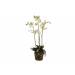 Cosy @ Home Phalaenopsis Plant With Moss Groen 105cm  Kunststof Emer