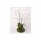 Phalaenopsis Soiled With Moss Creme 75cm  Kunststof Emer 