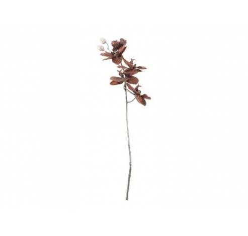 Branche Phalaenopsis Brun 12x7xh66cm Pla Stic  Cosy @ Home