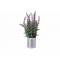 Lavendel In Pot Lila 15x15xh33cm  