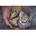 O'safe oesterhandschoen uit rvs 19x0.2x22cm 